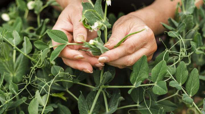 Beneficios de las plantas medicinales en el sistema inmunológico